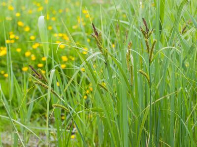 carex riparia