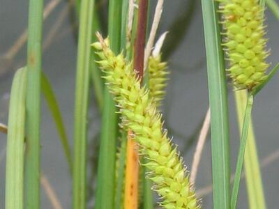 carex rostrata aehre