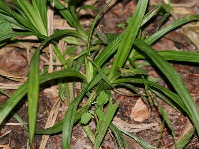 carex strigosa blaetter