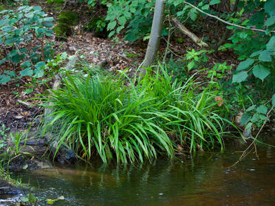 carex strigosa habitus