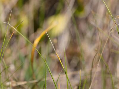 carex supina