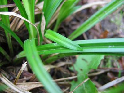 carex sylvatica blatt