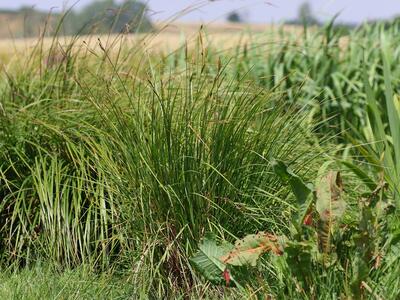 carex tofosa