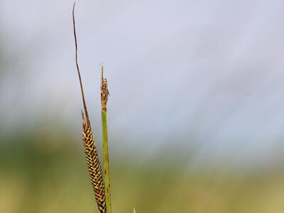 carex tofosa detail