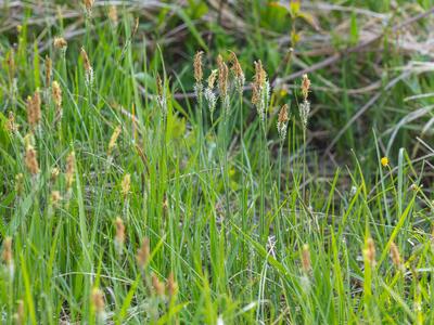 carex tomentosa