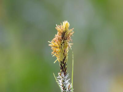 carex tomentosa detail