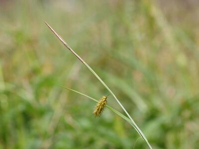 carex vesicaria