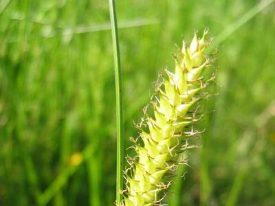 carex vesicaria weib