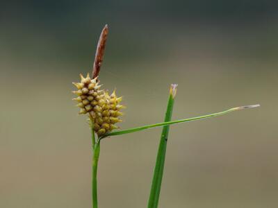 carex viridula