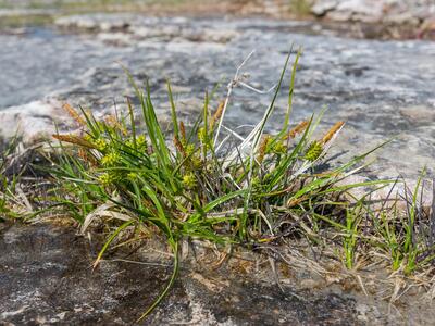 carex viridula var pulchella