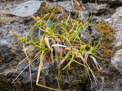 carex viridula var scandinavica