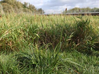 carex vulpina