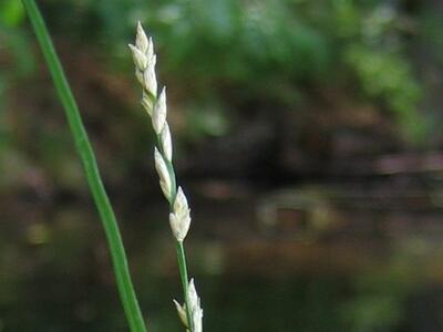 carex x boenninghauseniana