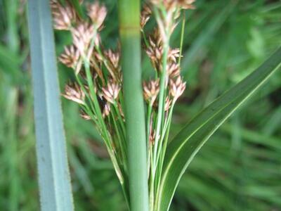 cladium mariscus blatt