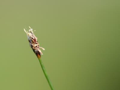 eleocharis acicularis