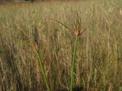 eleocharis multicaulis