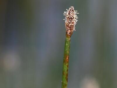 eleocharis palustris ssp palustris