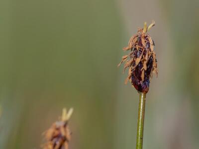 eleocharis palustris ssp vulgaris