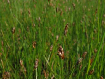 eleocharis quinqueflora