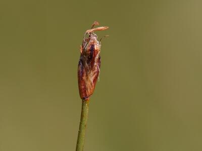 eleocharis quinqueflora detail