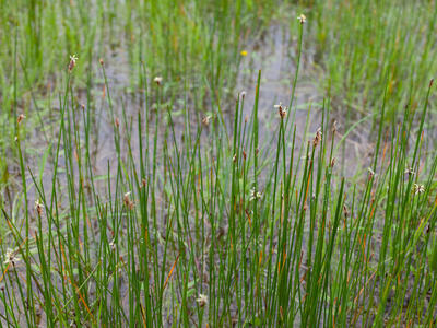 eleocharis uniglumis ssp sterneri habitus