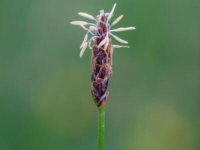 eleocharis uniglumis ssp uniglumis