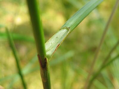 eriophorum angustifolium blatt