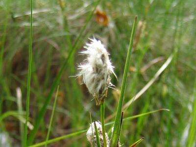 eriophorum angustifolium detail