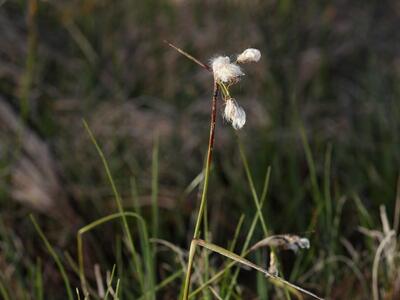 eriophorum latifolium