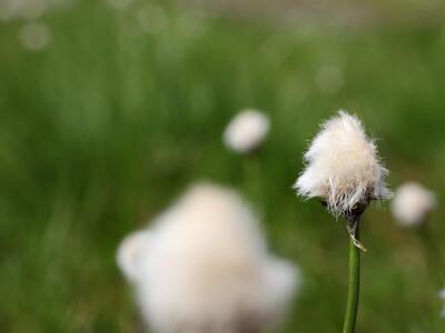 eriophorum scheuchzeri