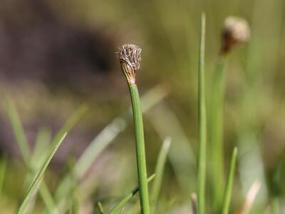 eriophorum scheuchzeri bluehend