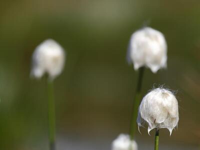 eriophorum vaginatum