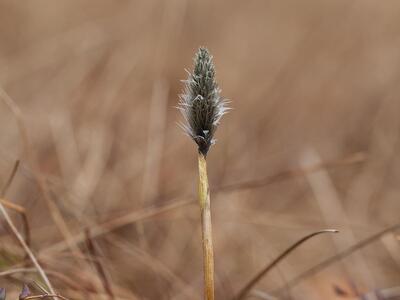 eriophorum vaginatum bluete