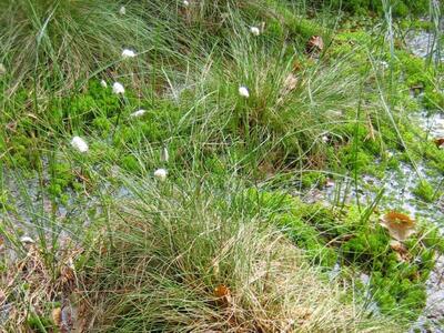 eriophorum vaginatum horst