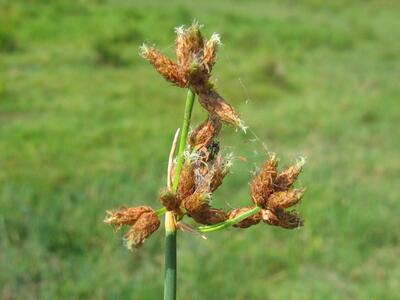 schoenoplectus lacustris