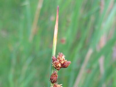 schoenoplectus tabernaemontani