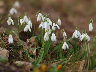 galanthus nivalis