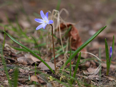 chinodoxa luciliae