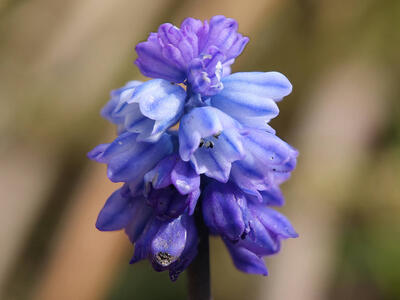 hyacinthus azureus