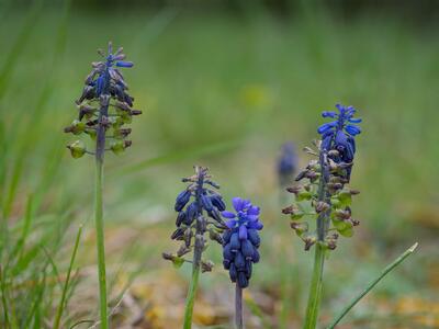 muscari neglectum