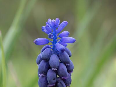 muscari neglectum detail