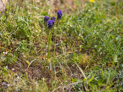 muscari neglectum habitus