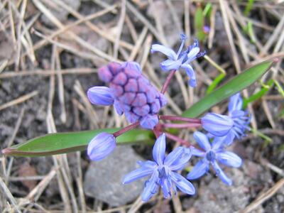 scilla bifolia