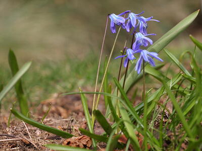 scilla siberica