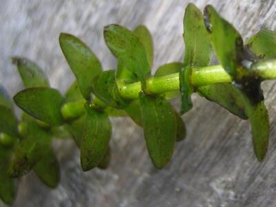 elodea canadensis