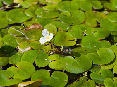 hydrocharis morsus-ranae habitus