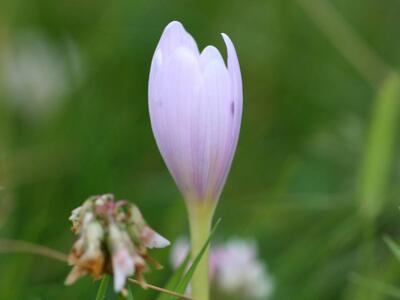 colchicum alpinum