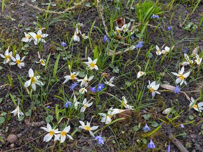 crocus albiflorus