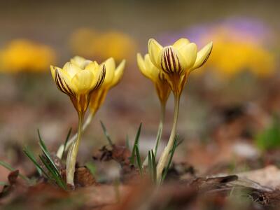 crocus angustifolius