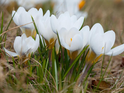 crocus biflorus